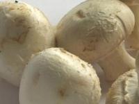 用纽扣蘑菇延长寿命 这是一种富含抗氧化剂的超级食物