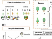 发现森林受益于树种多样性和遗传多样性