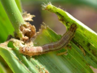 研究表明在控制秋粘虫方面生物农药应优于化学农药