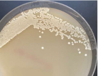 微小的微生物可以为绿色生物制造带来巨大的好处