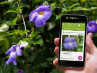 PlantNet是一款超级准确的植物识别iPhone应用程序不收取订阅费