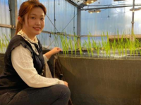 研究利用松树砍伐来改良土壤