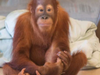 研究人员诊断印第安纳波利斯动物园猩猩患有罕见遗传病