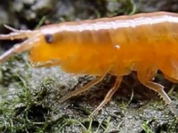 科学家展示寄生虫如何将沼泽中的褐虾变成霓虹僵尸