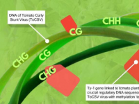 研究探索在分子遗传学水平上针对毁灭性ToCSV番茄病毒的首次防御