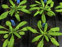 缺镁对植物有害