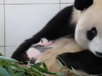 研究人员调查大熊猫幼崽如何与母亲交流