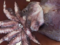 深海章鱼鱿鱼放弃健康多样化饮食的秘密