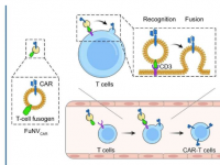 使用病毒模拟融合纳米囊泡体内生产 CAR-T 细胞