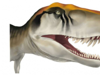 早期恐龙成长得很快但化石分析表明它们并不是唯一的恐龙