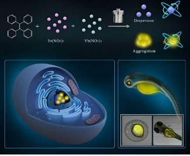 科学家开发出用于生物成像的新型聚集诱导排放碳点